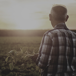 muted colors looking at soybean field